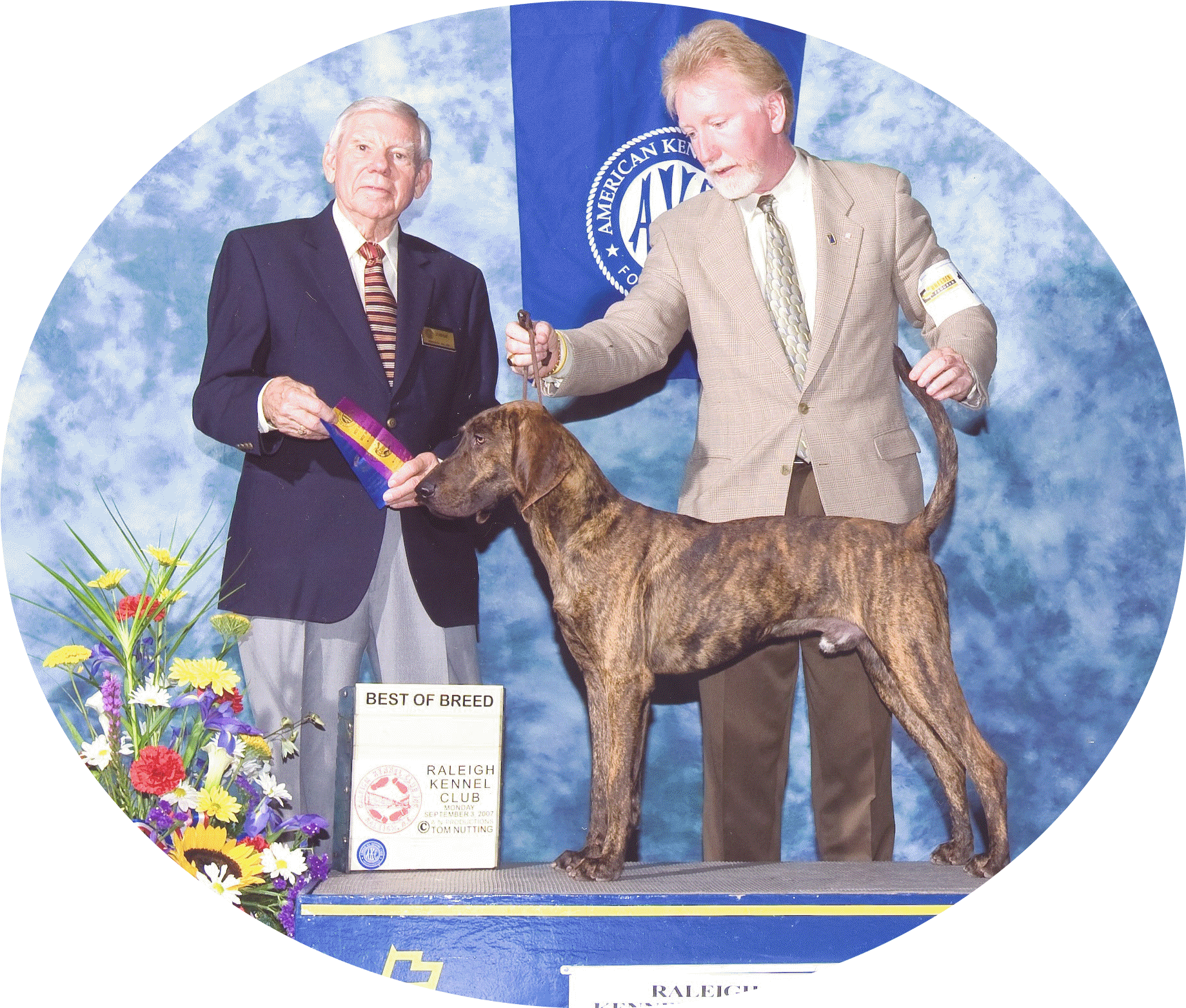 Akc best sale plott hound